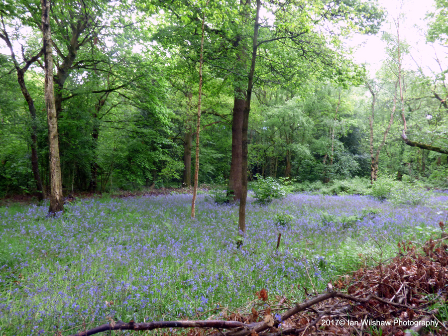 “Clearing with bluebells