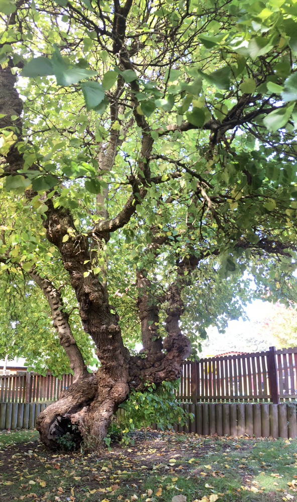 “ancient black mulberry tree