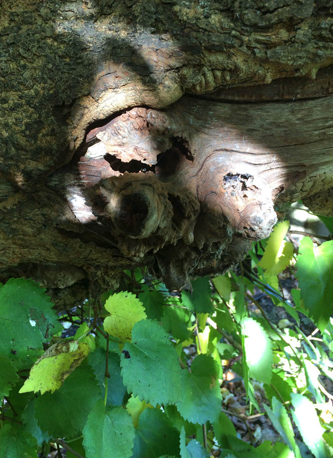 “ancient mulberry gnarled bark