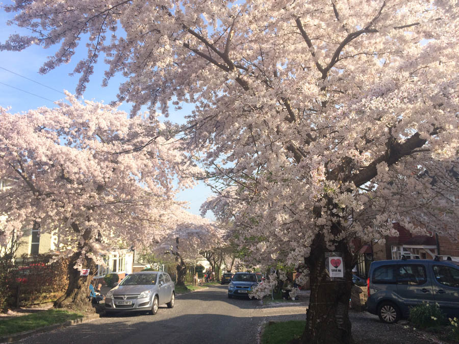 “cherry blossom abbeydale park rise