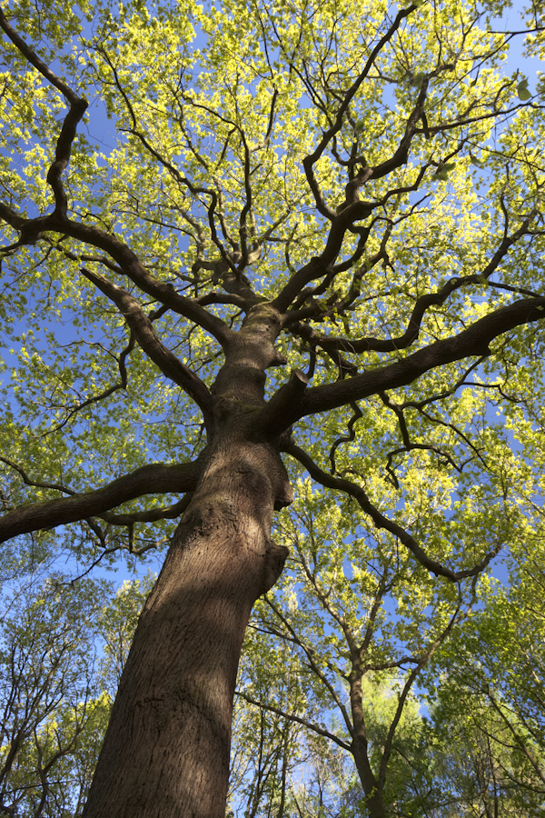 “Veteran coppiced oak
