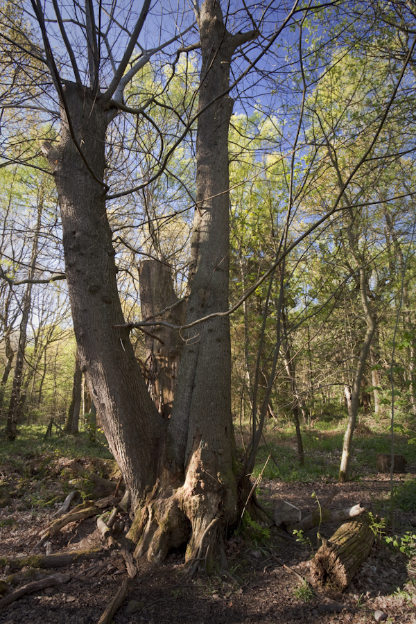 “Sweet chestnut coppice and pollard