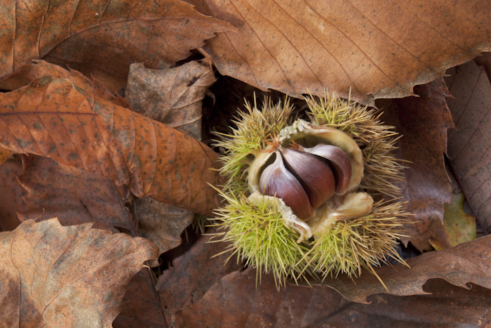 A triptych of chestnuts